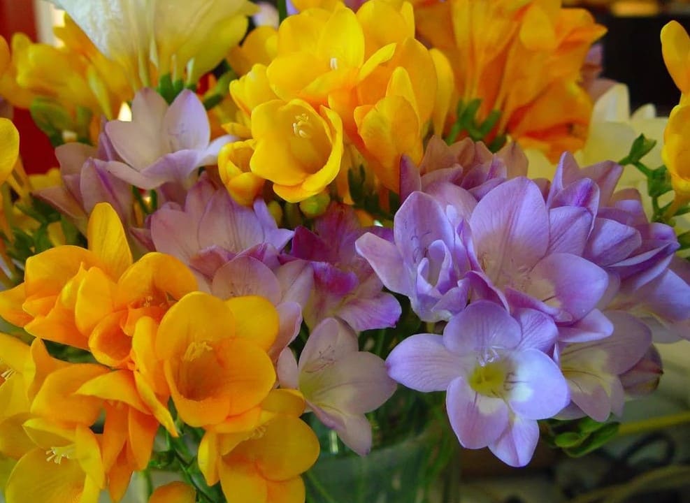 Внешний вид цветков