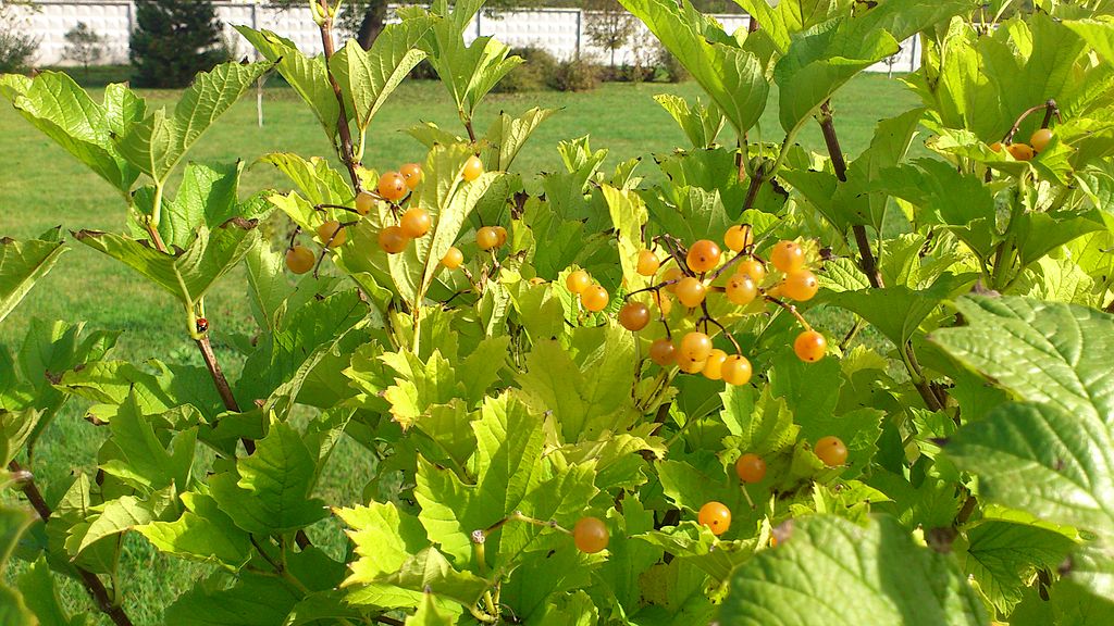 Ксентокарпум