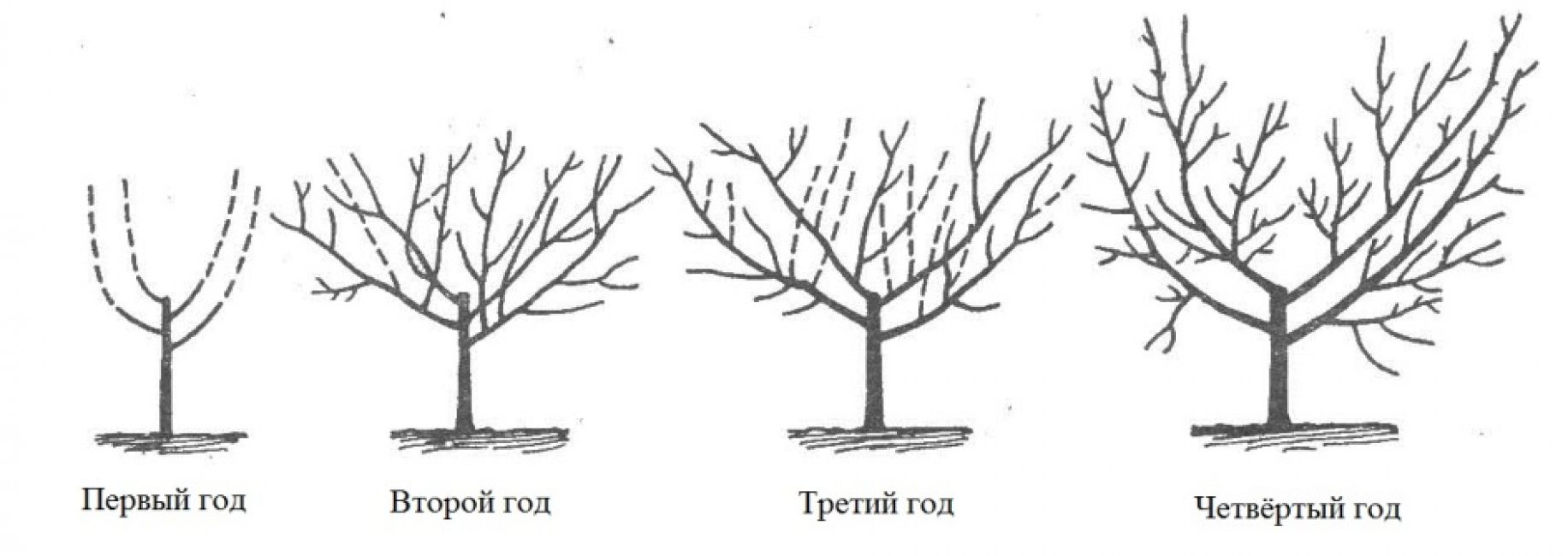 Формировка кроны черешни чашей