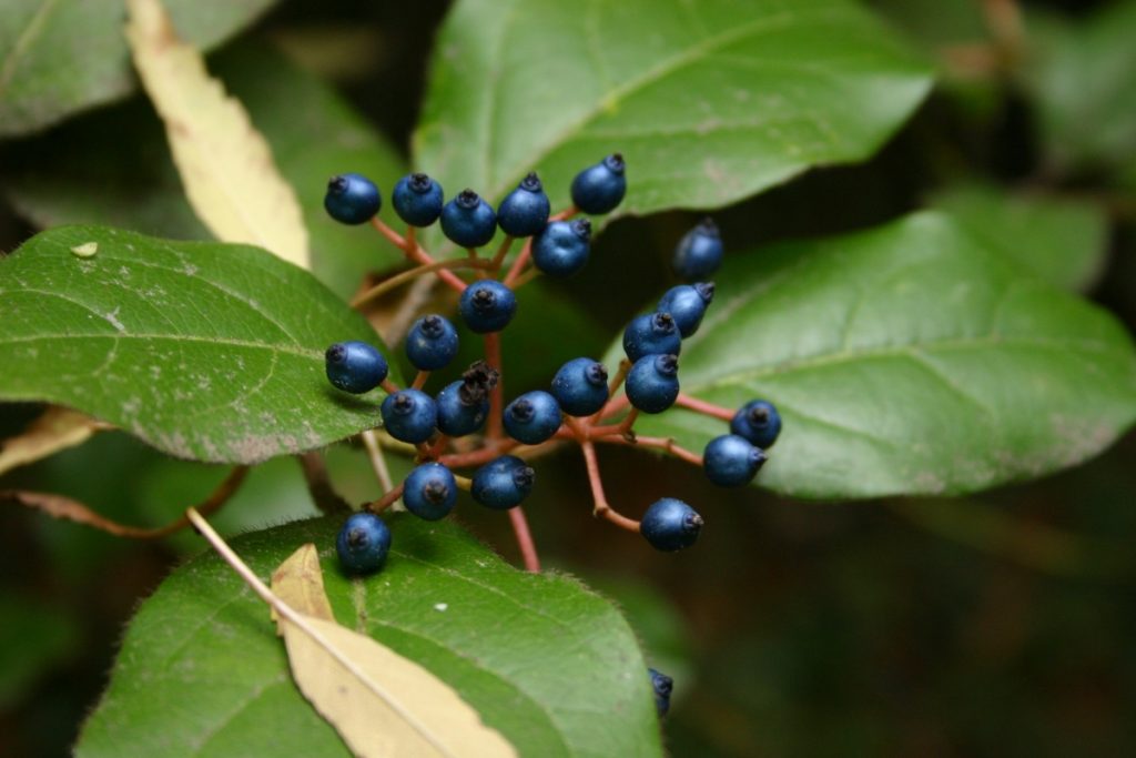 Калина лавролистная (Viburnum tínus)