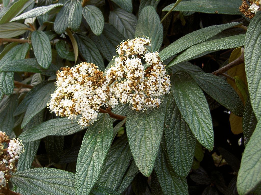 Калина морщинистолистная (Viburnum rhytidophyllum)