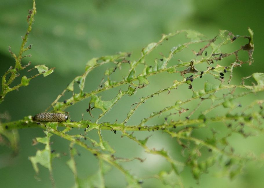 Небольшое количество гусениц листоеда способно в считанные дни полностью уничтожить листву на кусте