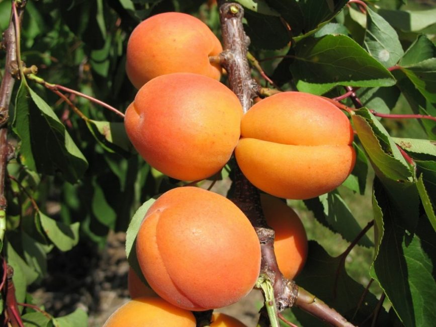Плоды абрикоса сорта Фаворит