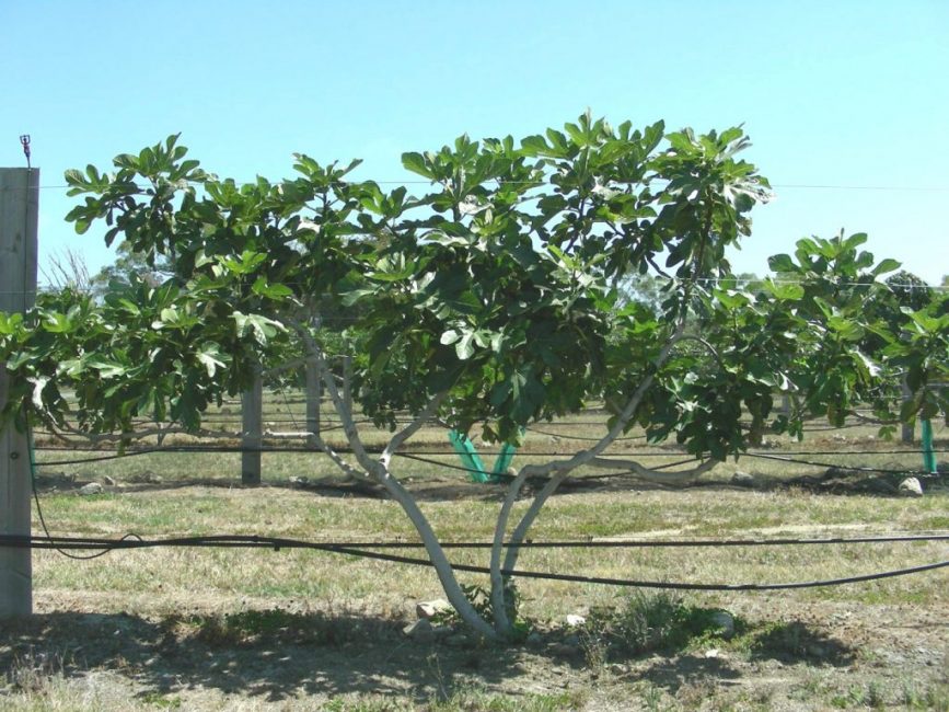 Фиговое дерево
