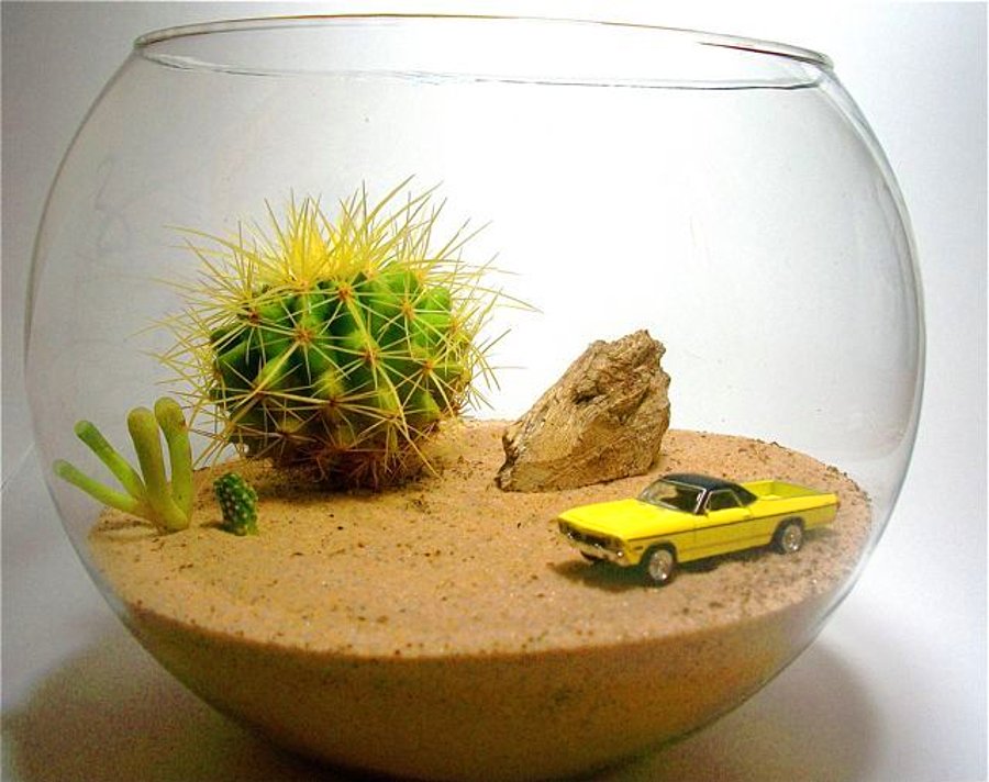 Идея флорариума «Полупустыня»