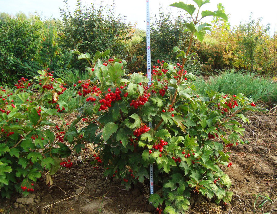 Красный коралл