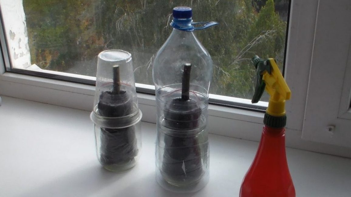 Грунт слегка уплотняют, черенок опрыскивают средством Циркон и накрывают сверху пластиковой бутылкой или полиэтиленом, создавая мини-парник