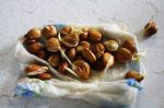 Как Вырастить Абрикосы – от Посадки, до Обрезки