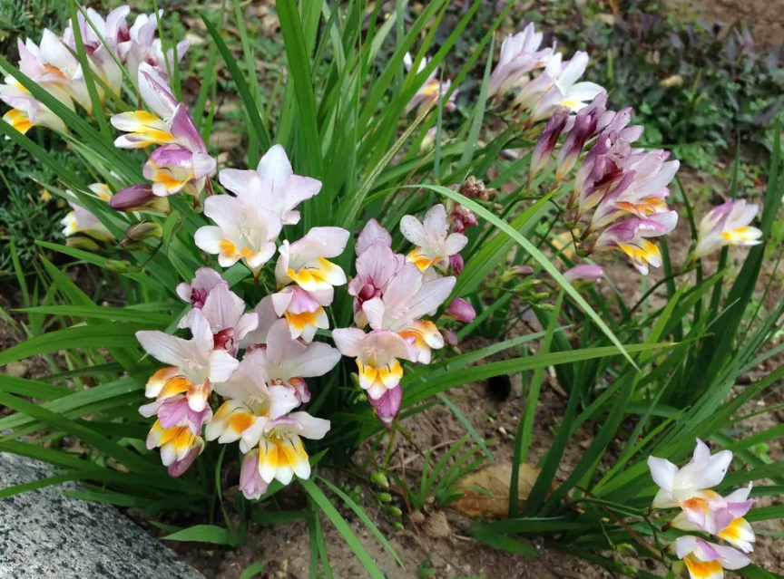 Цветки на клумбе