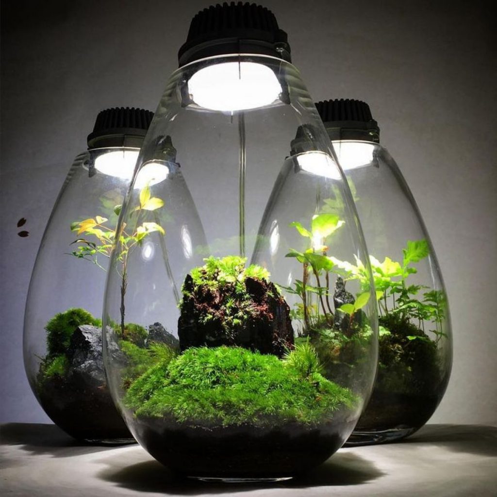 Мини-сад с подсветкой