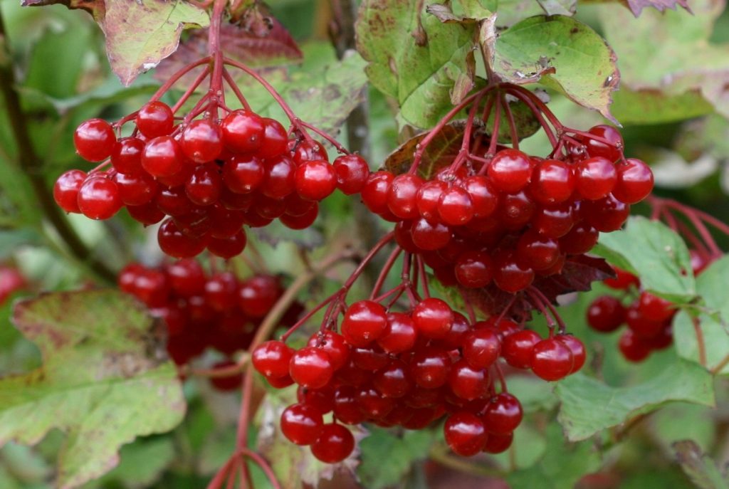 Гранатовый браслет