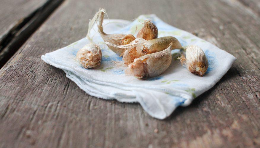 Подготовка клубнелуковиц