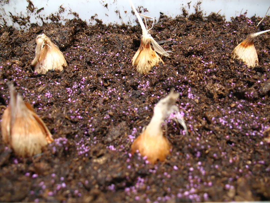 Посадка клубнелуковиц