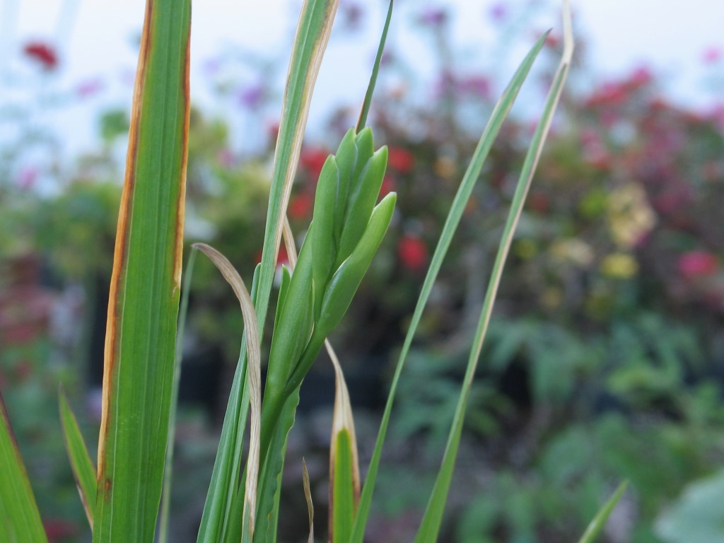 Листья растения