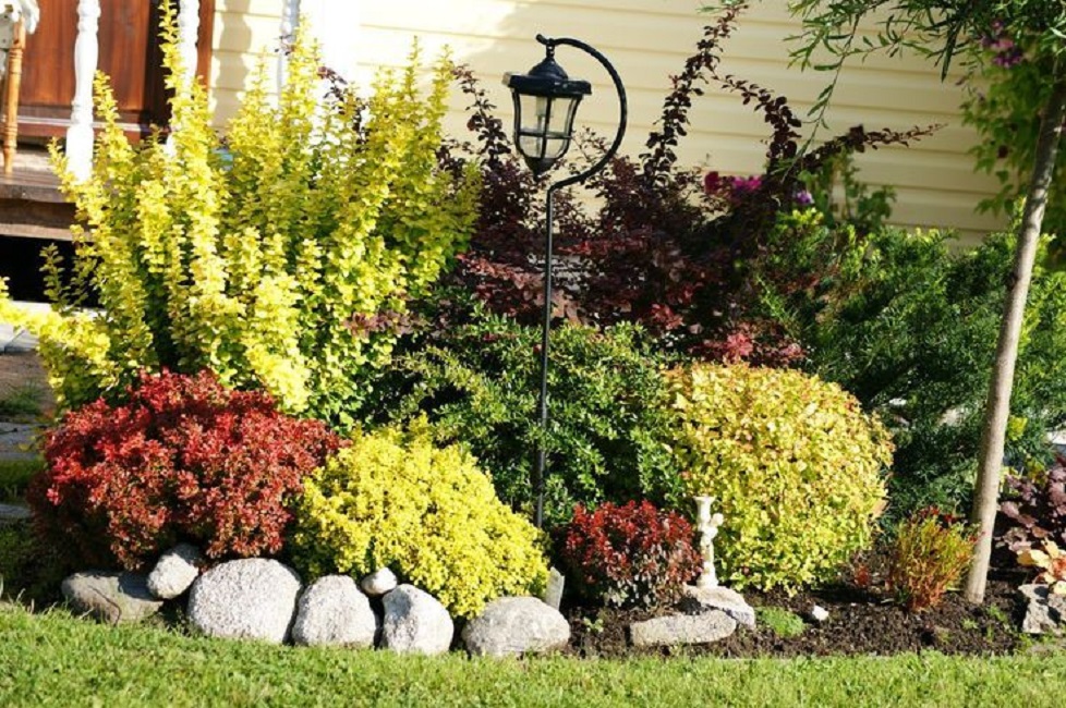 Барбарис в ландшафтном дизайне