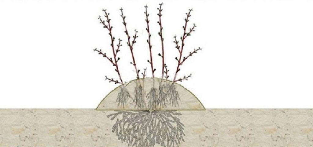 Формирование вертикальных отводков