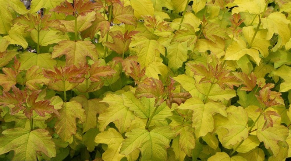 Харвест голд