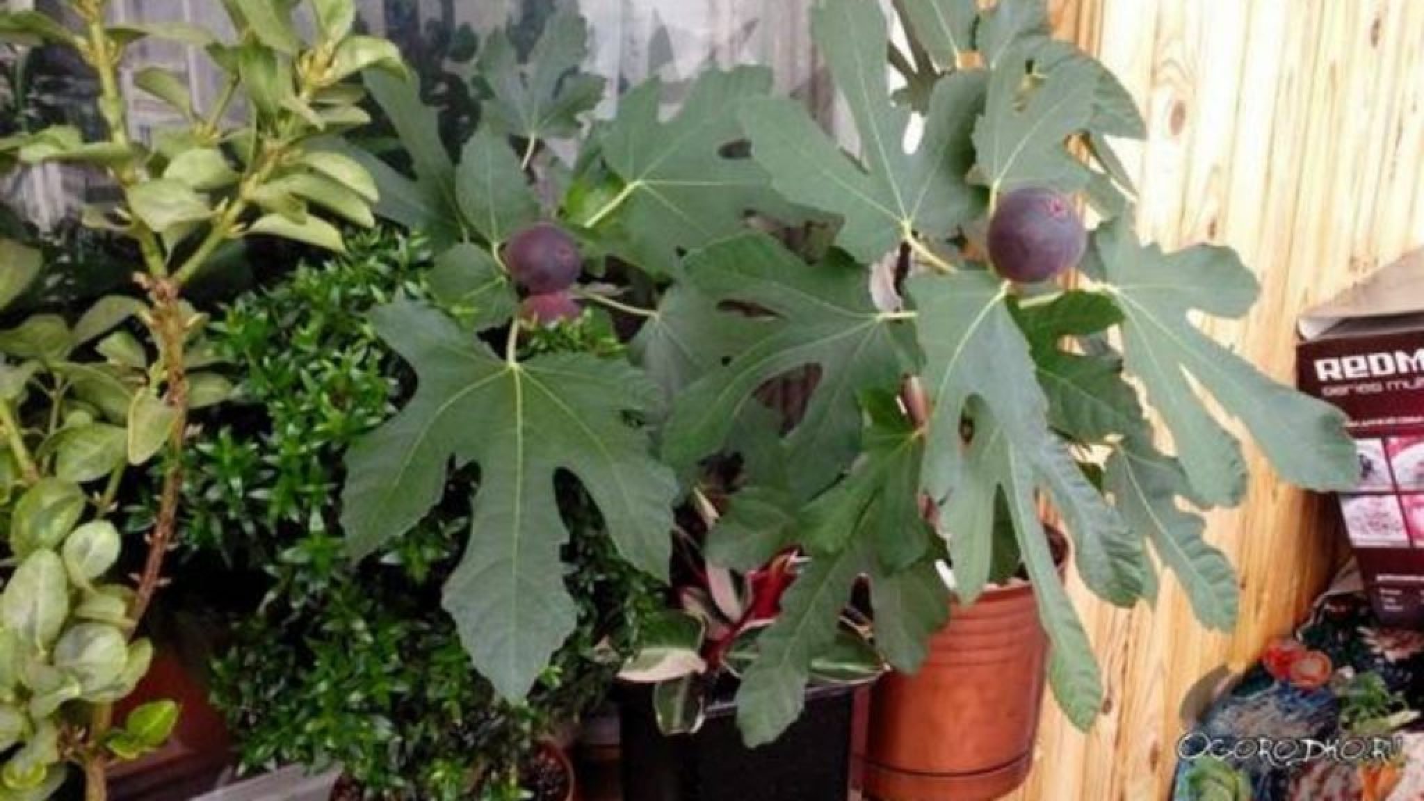 Инжир: Выращивание и Размножение в Домашних Условиях