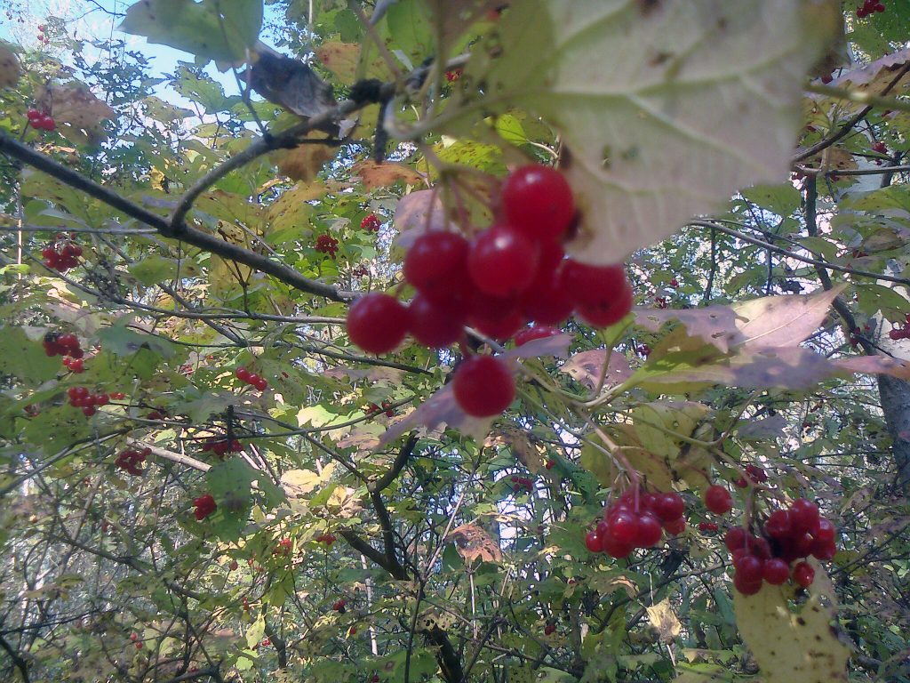 Калина обыкновенная