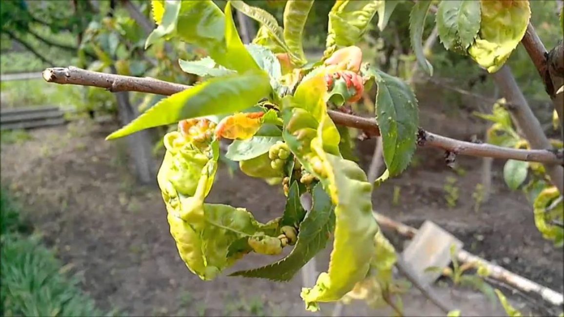 Kurchavost listev u persika