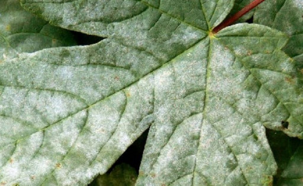 Мучнистую росу легко распознать по характерному белёсому налёту на листьях