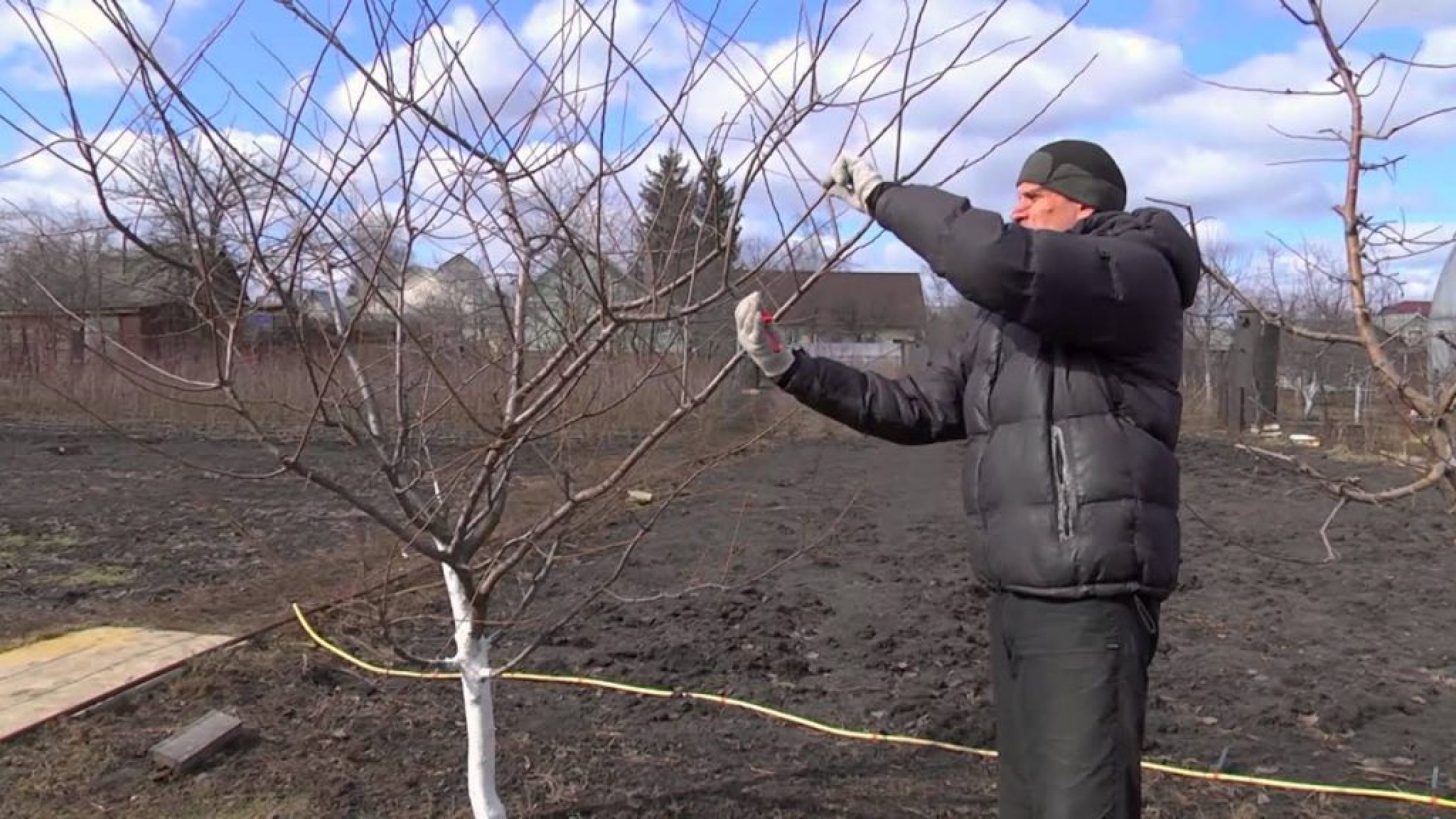 Формирование дерева. Обрезка деревьев персика. Обрезка плодовых деревьев персика. Обрезка деревьев ранней весной. Обрезка плодовых деревьев ранней весной.