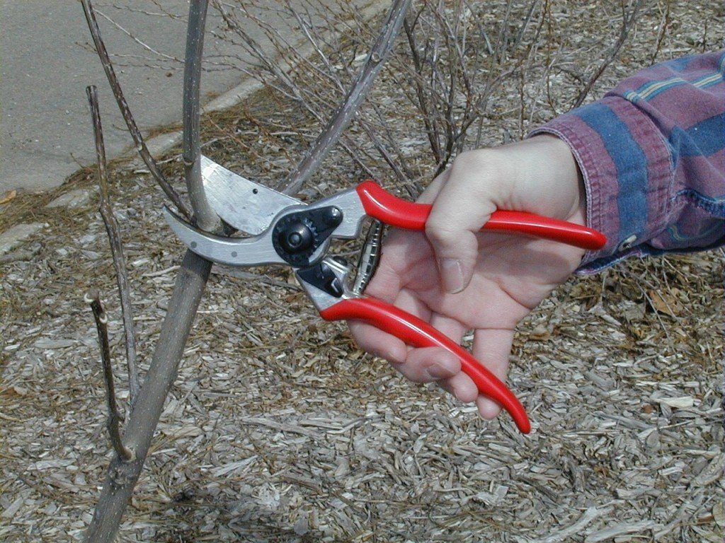 Обрезка калины весной