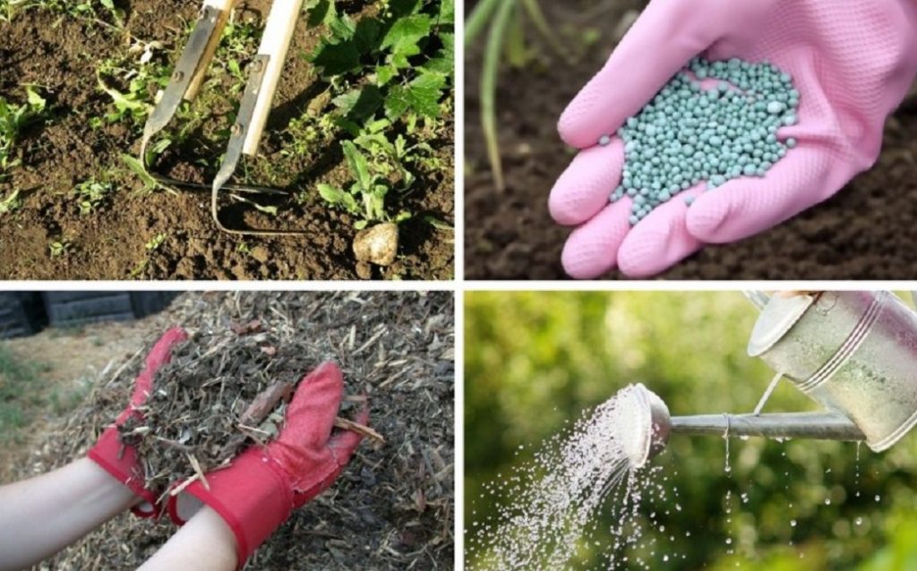 Подкормка калины