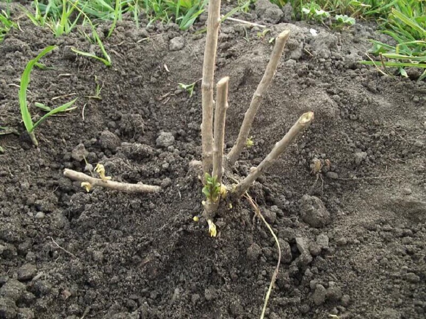 Саженец следует заглубить в яму, чтобы его корневая шейка была на 5-6 см ниже уровня грунта