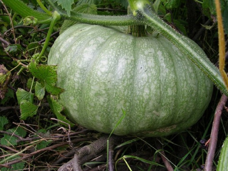 Сорт Веснушка