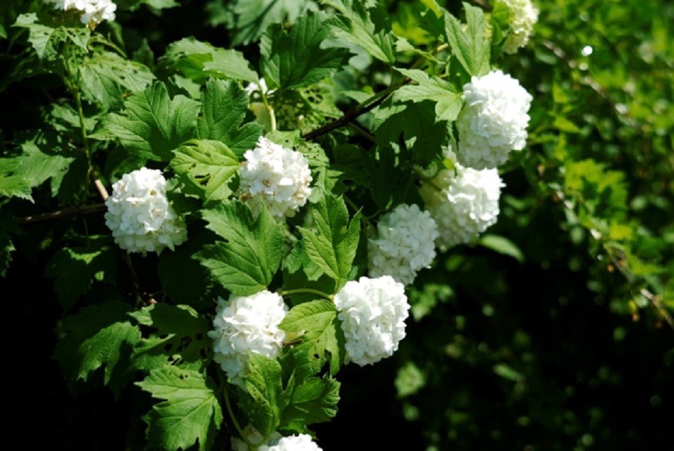 Соцветия декоративных сортов, состоящие из бесплодных цветков