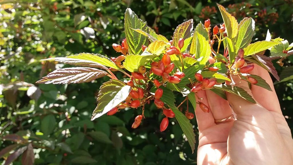 Уход за калиной