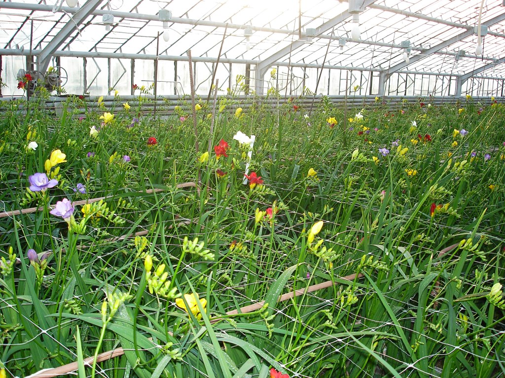 Выращивание фрезии