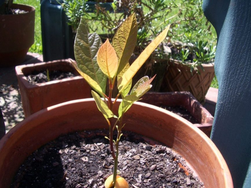 Выращивание персика из косточки