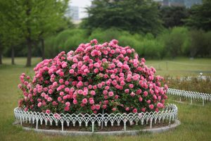 Парковые розы: описание с названиями 17 лучших сортов включая зимостойкие | (100+ Фото & Видео) +Отзывы