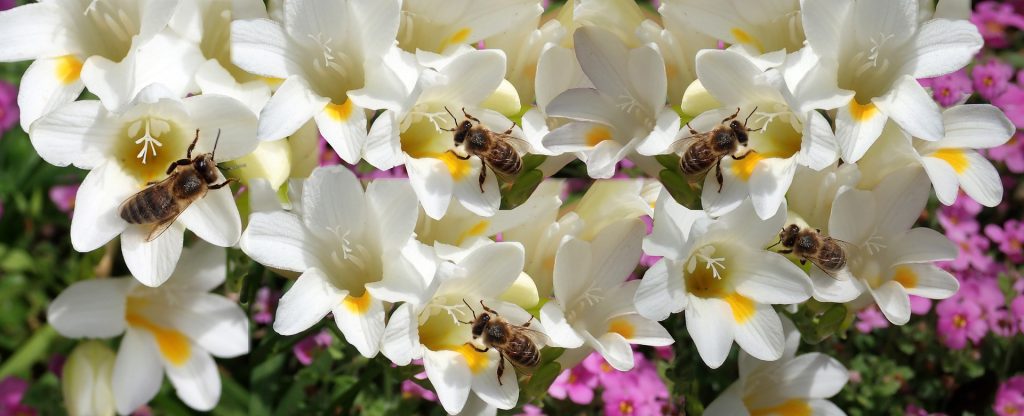 На свежий воздух можно высаживать растение, когда прохладная погода сменится теплой, а почва прогреется до +10-12 °C