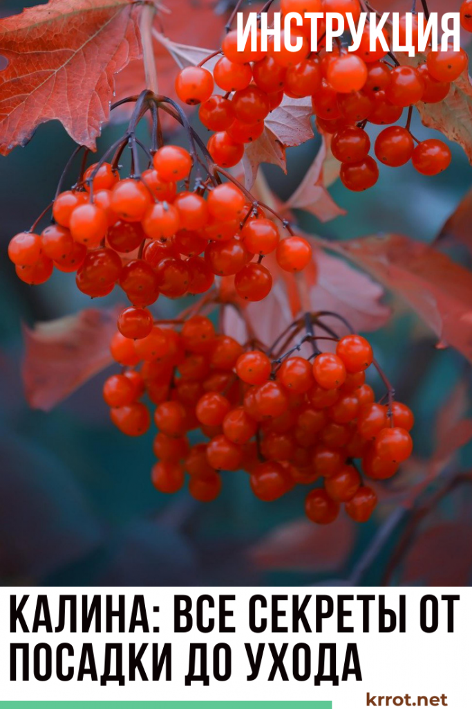 калина посадка и уход