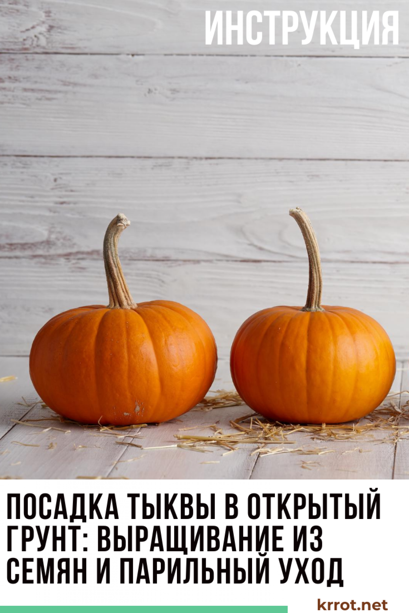 Тыква: Посадка в Открытый Грунт, Выращивание из Семян