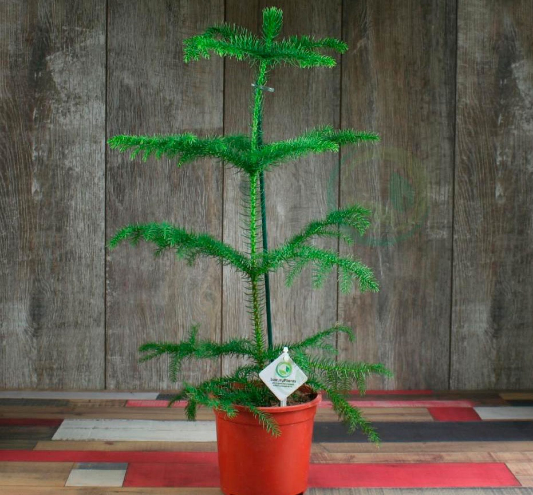 ель араукария. ель пунахилка. домашняя елка в горшке араукария. комнатная ель араукария. араукария разнолистная комнатная.