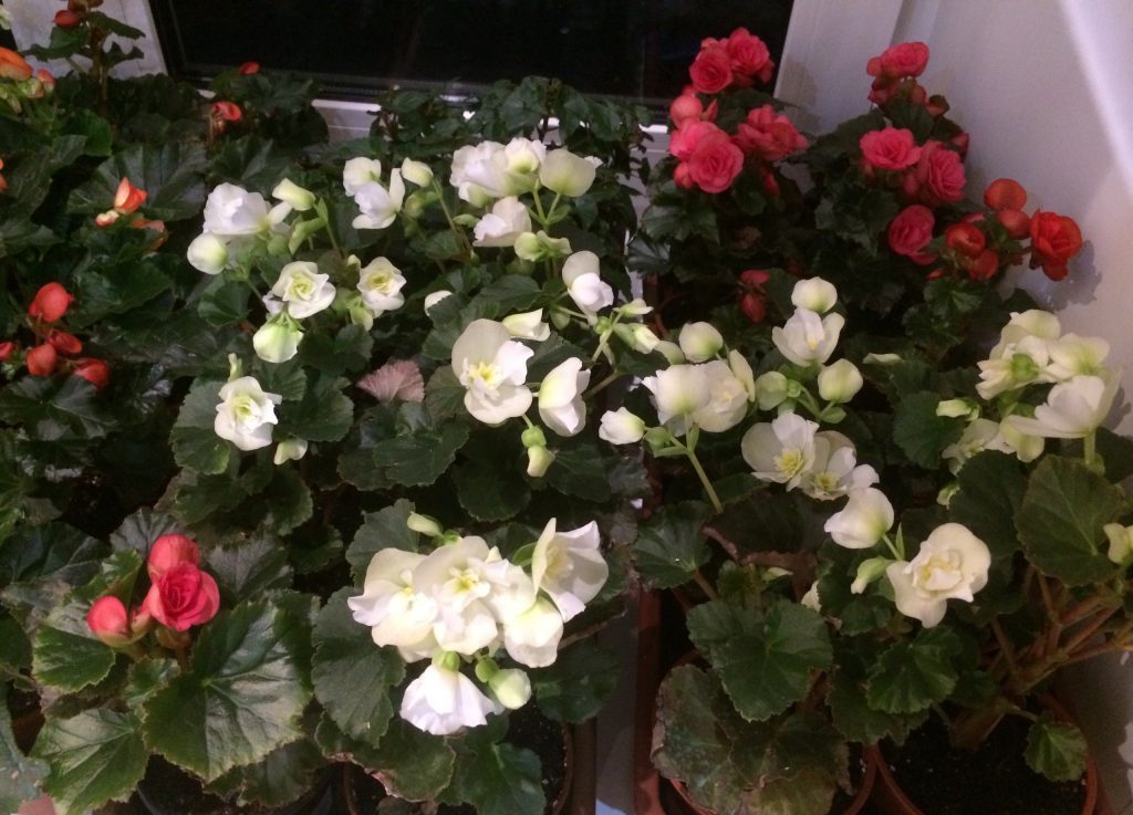 Бегонии требуют систематизированного ухода