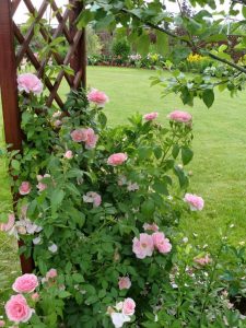 Плетистые розы: описание 20 лучших сортов, посадка и уход, размножение, обрезка | (75 Фото & Видео) +Отзывы