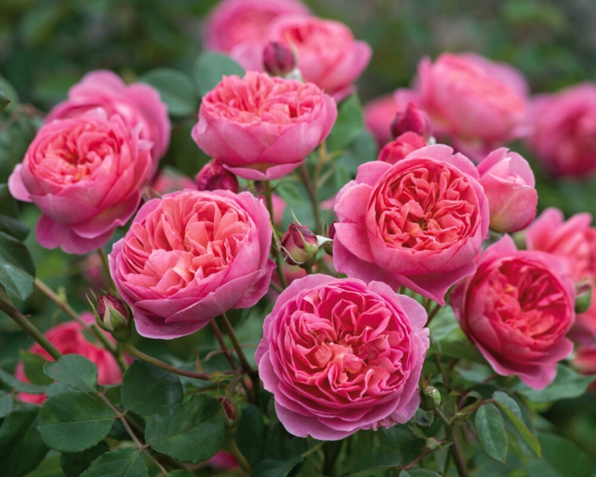 Роза лососевого цвета фото и название