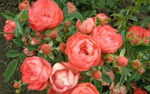 Полиантовые розы: описание 11 сортов, особенности выращивания из семян в домашних условиях | (75+ Фото & Видео) +Отзывы