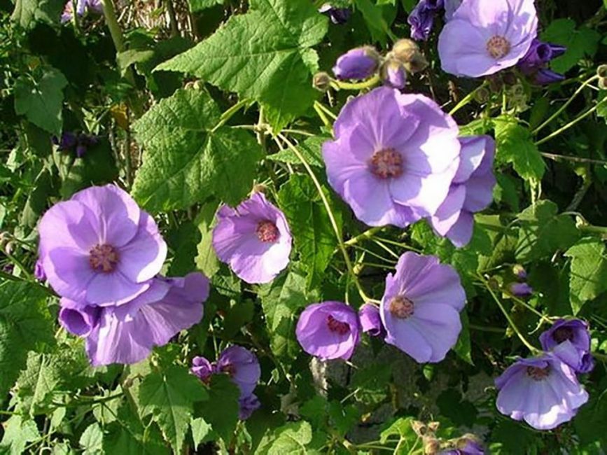 Абутилон виноградолистный (abutilon vitifolium)