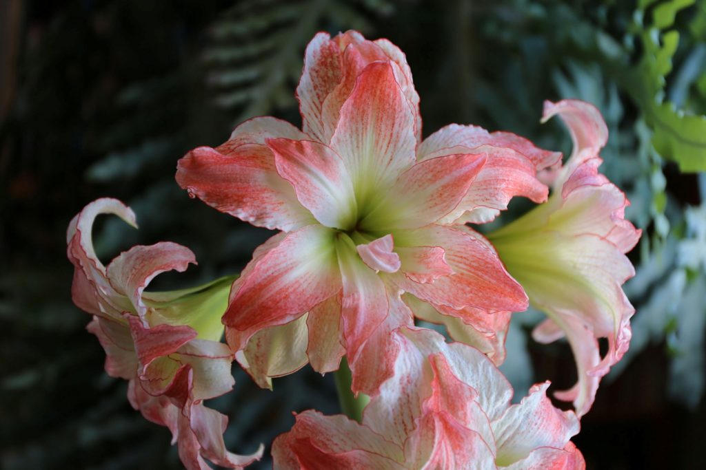 Цветок сорта «Афродита»