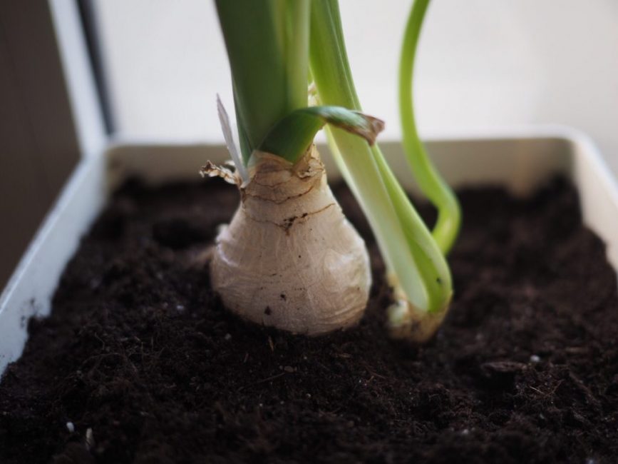 Выращивание из луковицы