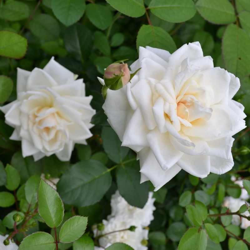 Ильзе Кроун Супериор