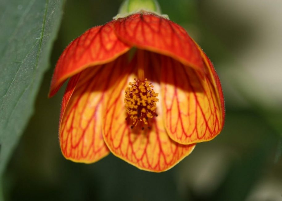 Абутилон селло (sellowianum)