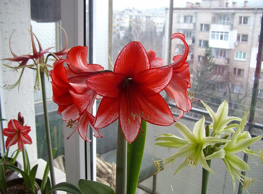 Фото цветов на подоконнике