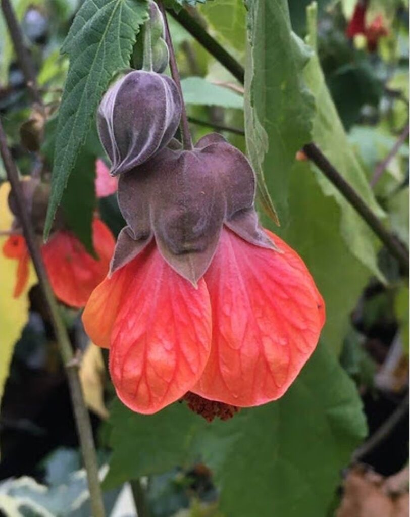 Абутилон (Комнатный клён): описание, уход в домашних условиях, размножение | (50+ Фото & Видео) +Отзывы